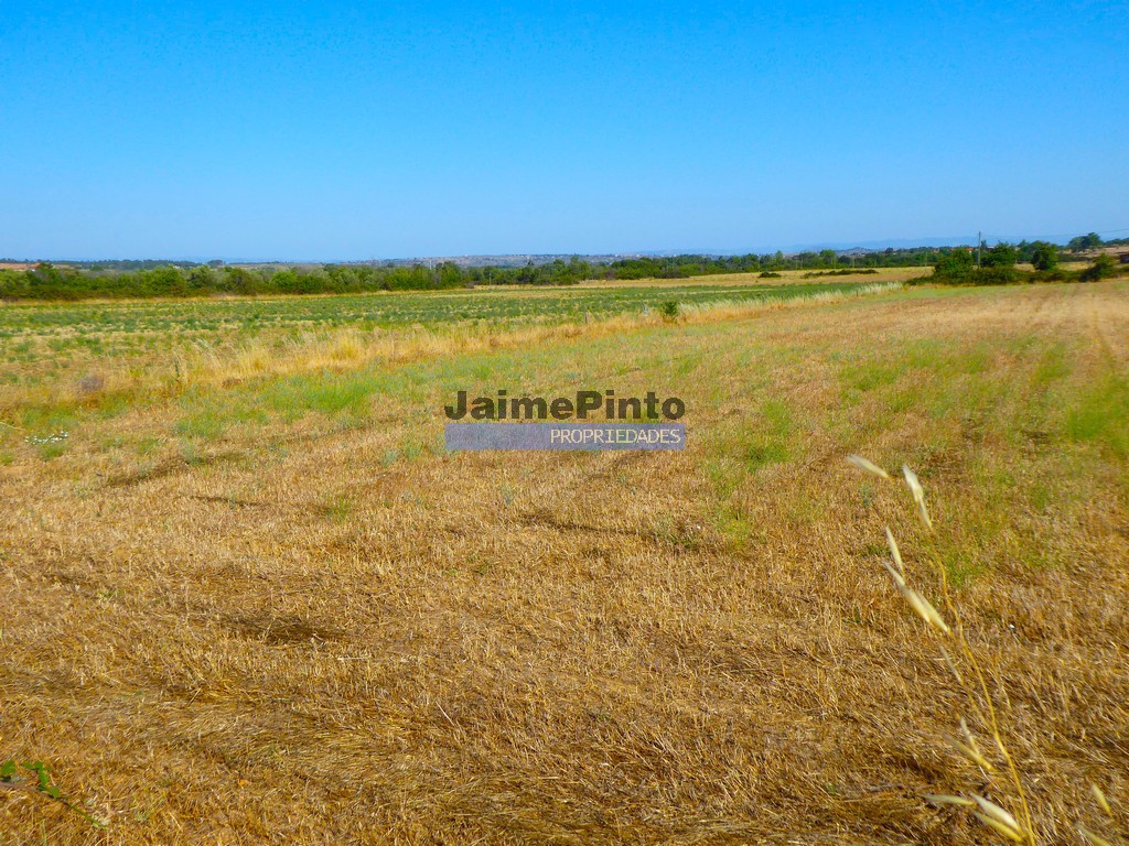 Terreno agricola