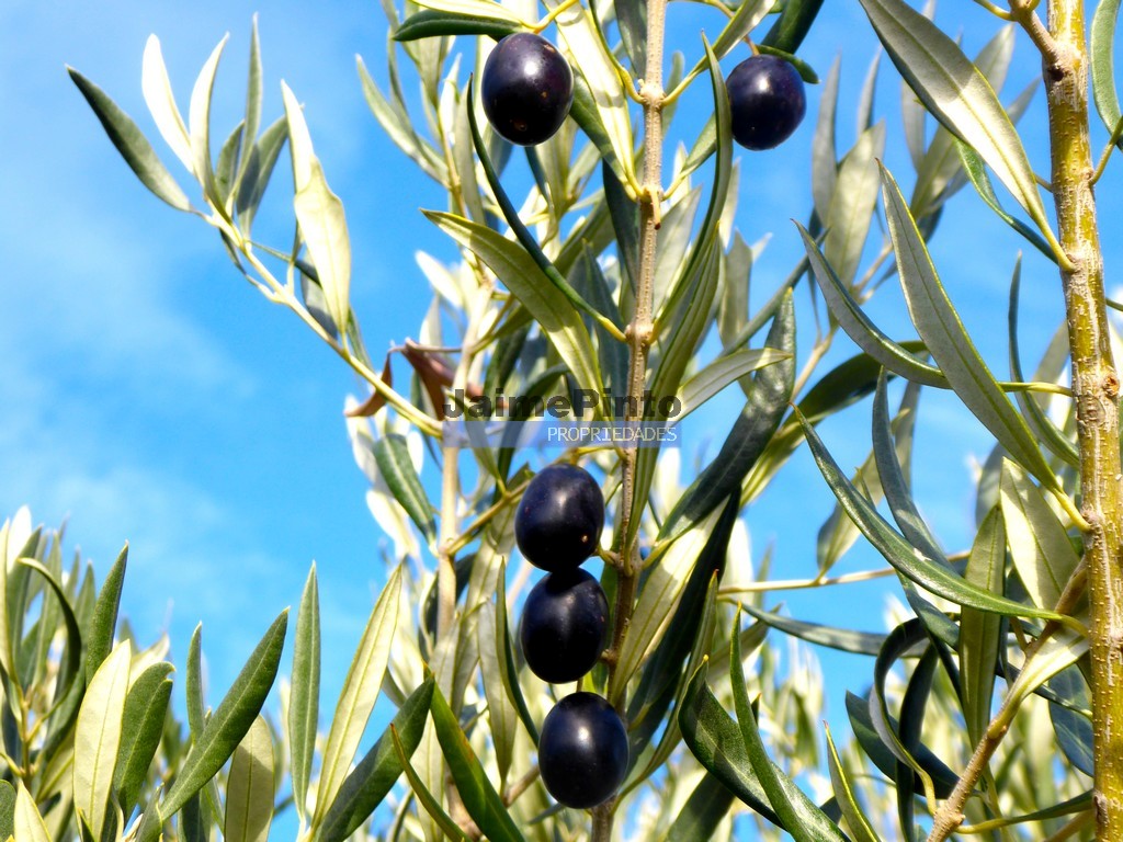 Terreno agricola