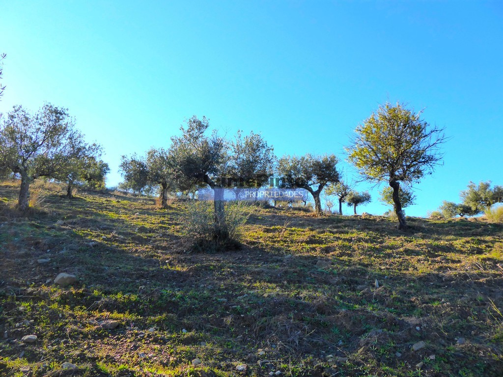 Terreno agricola