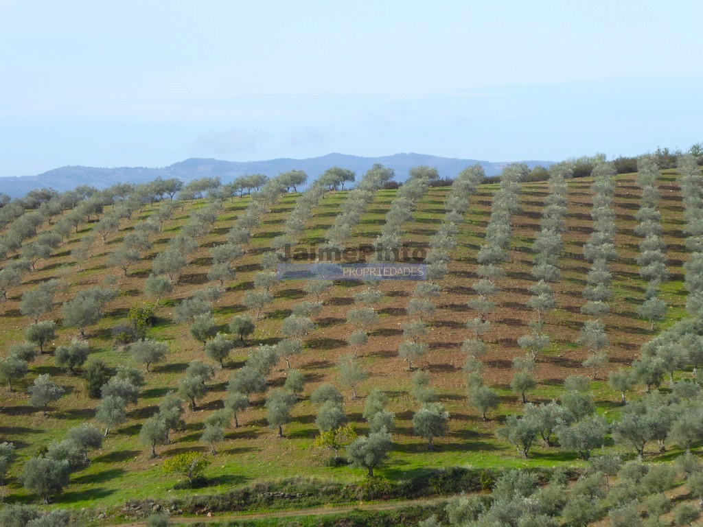 Terreno agricola