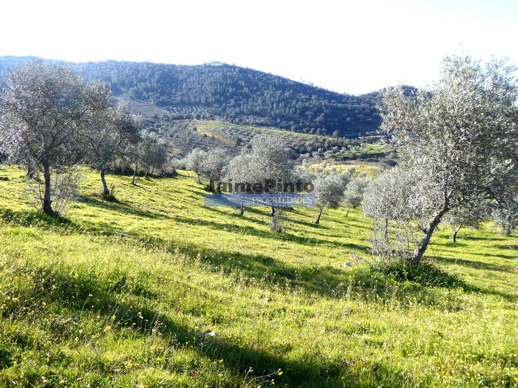 Terreno agricola