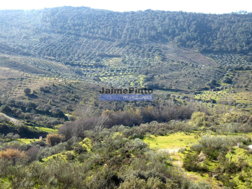 Terreno agricola