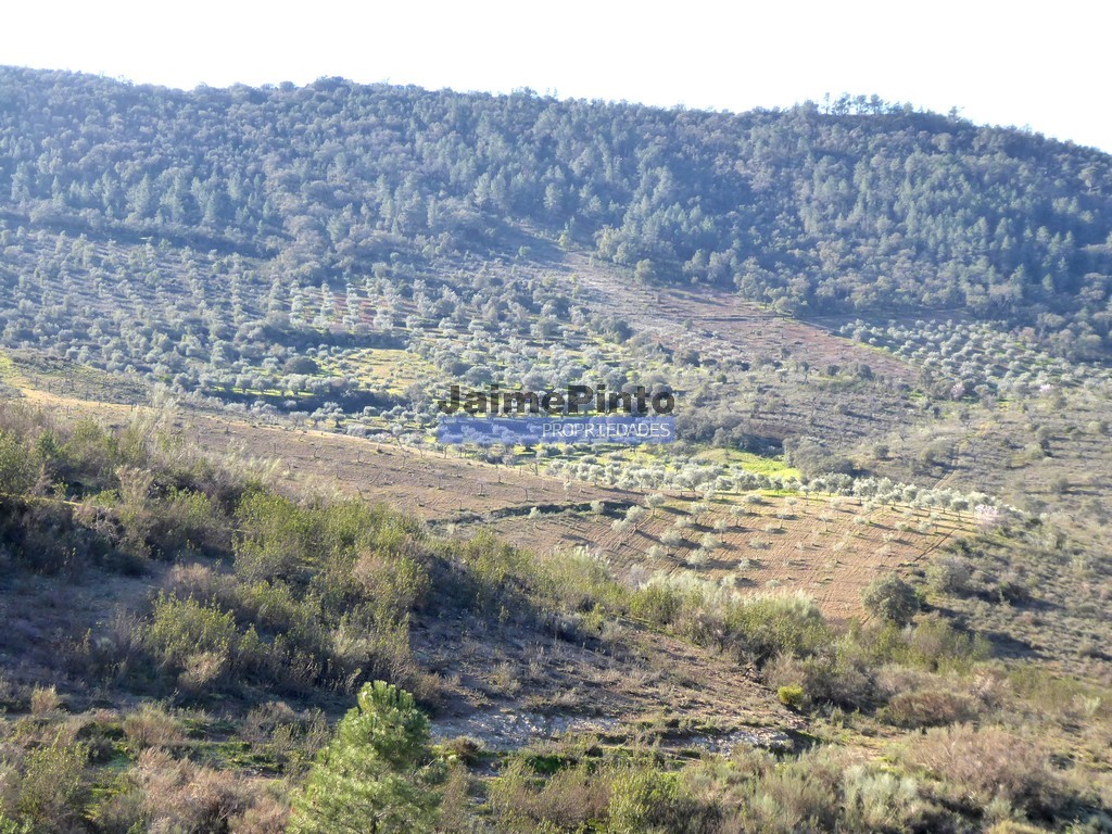 Terreno agricola