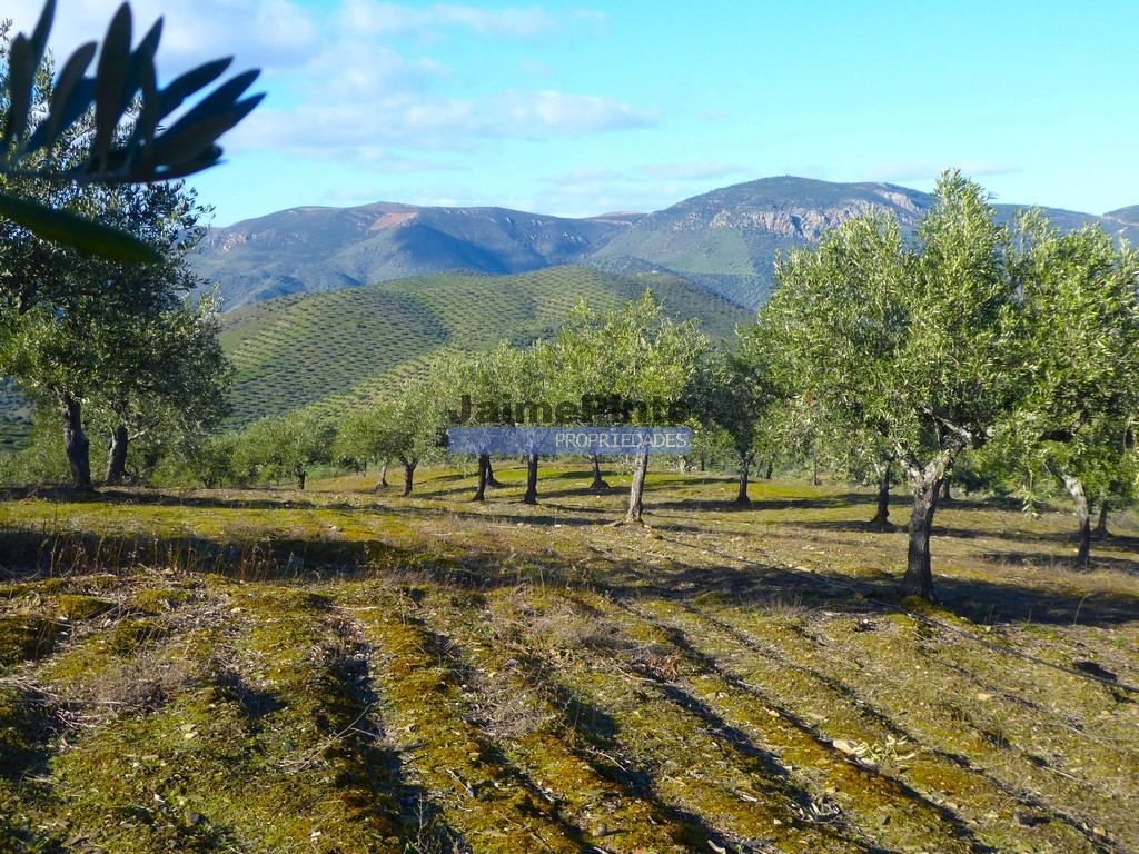 ST - FIGUEIRA DE CASTELO RODRIGO