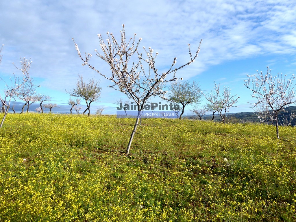 Terreno agricola