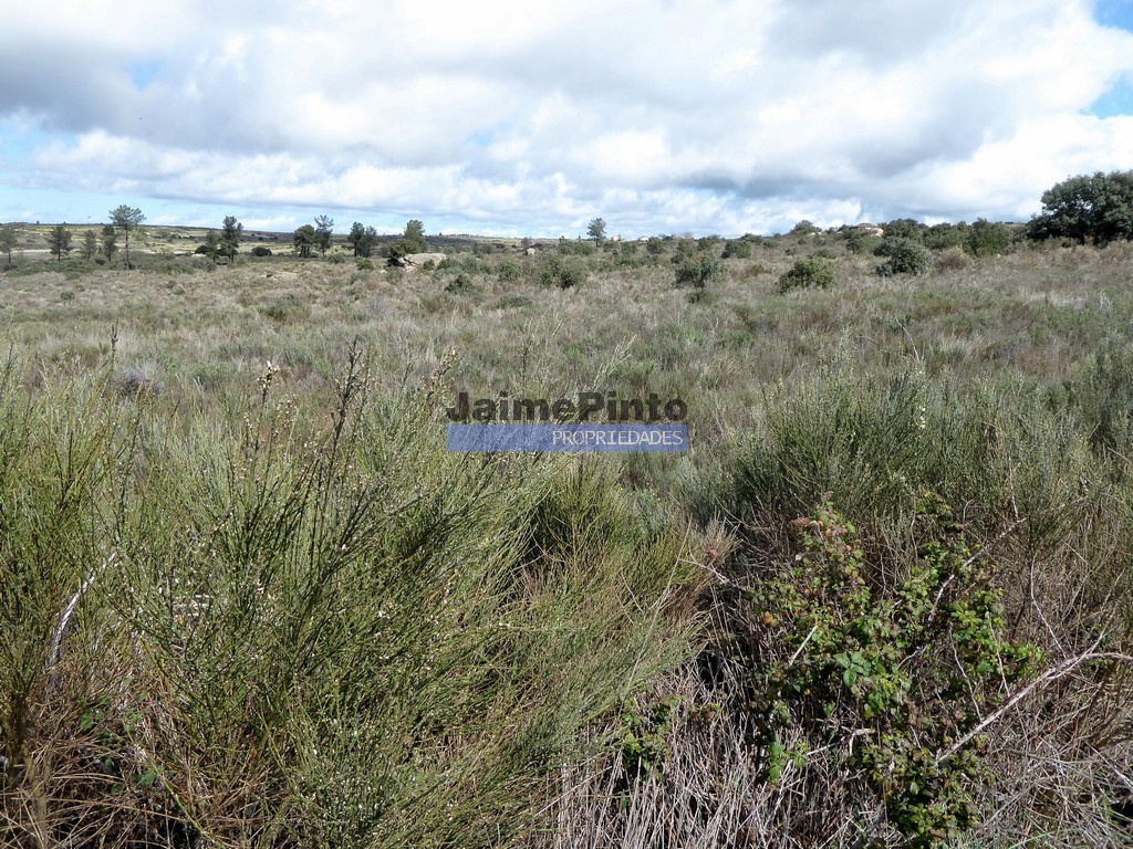 Terreno agricola