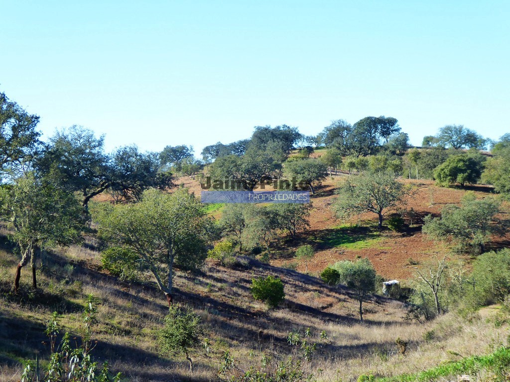 Terreno agricola