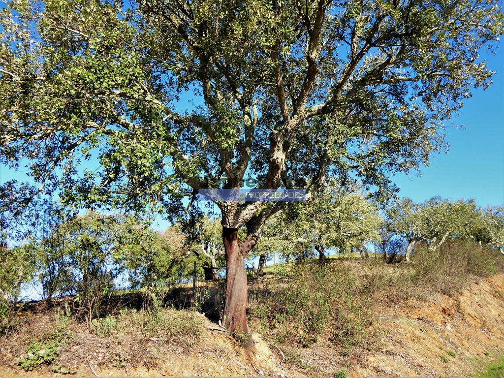 Terreno agricola