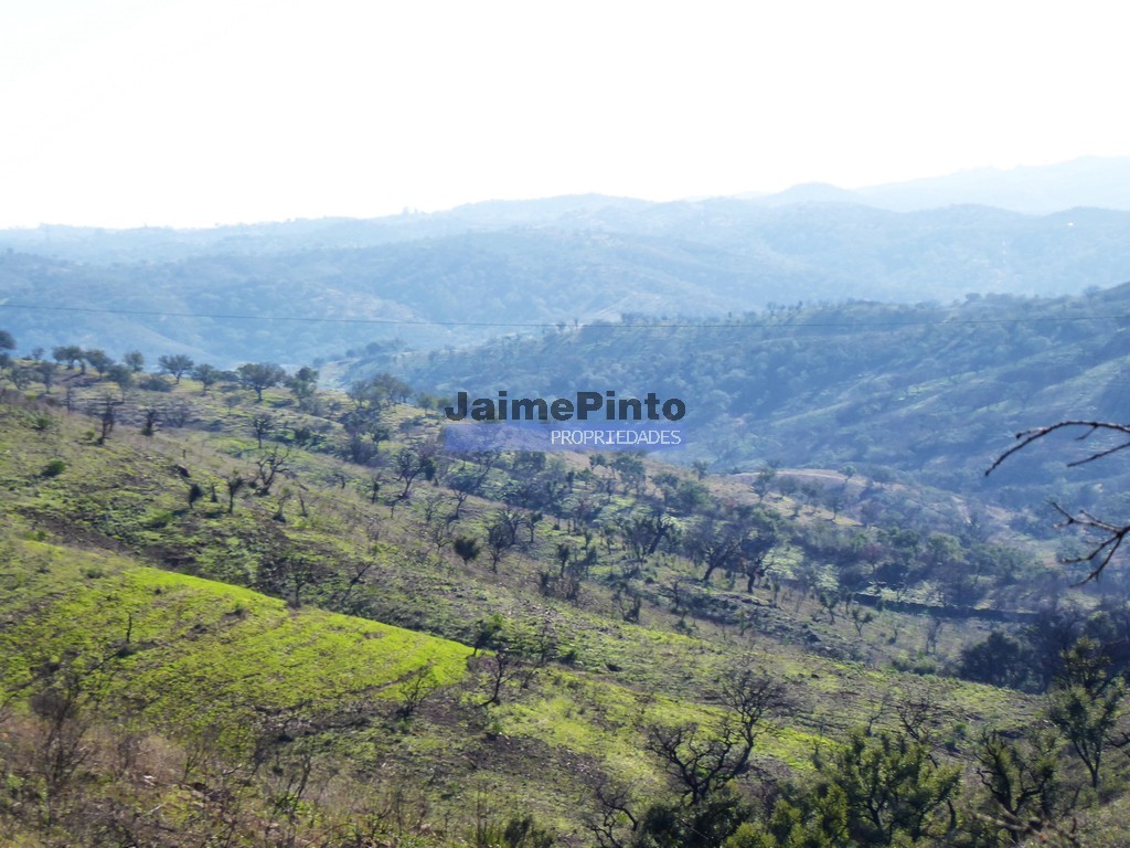 Terreno agricola