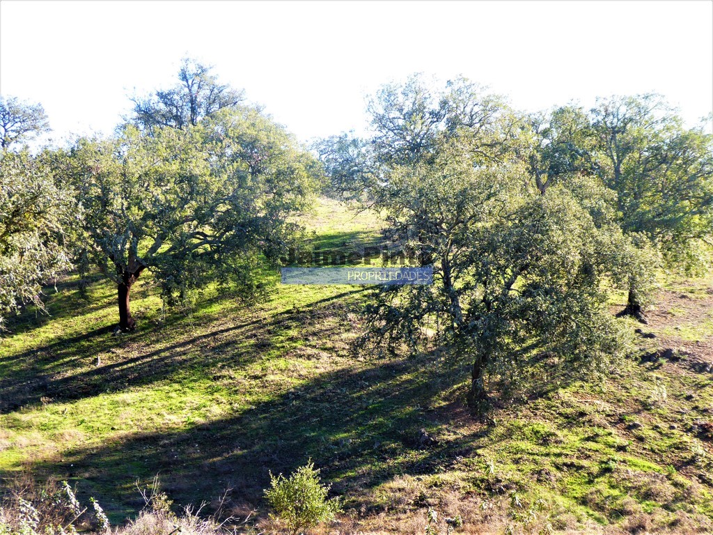 Terreno agricola