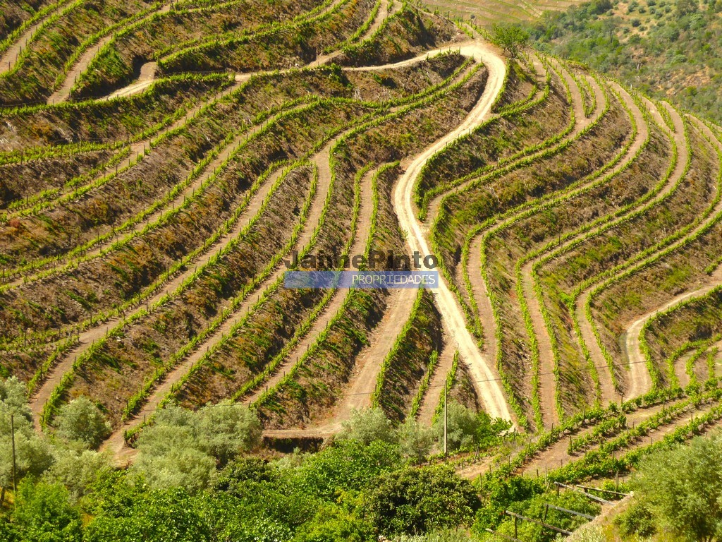 Terreno agricola