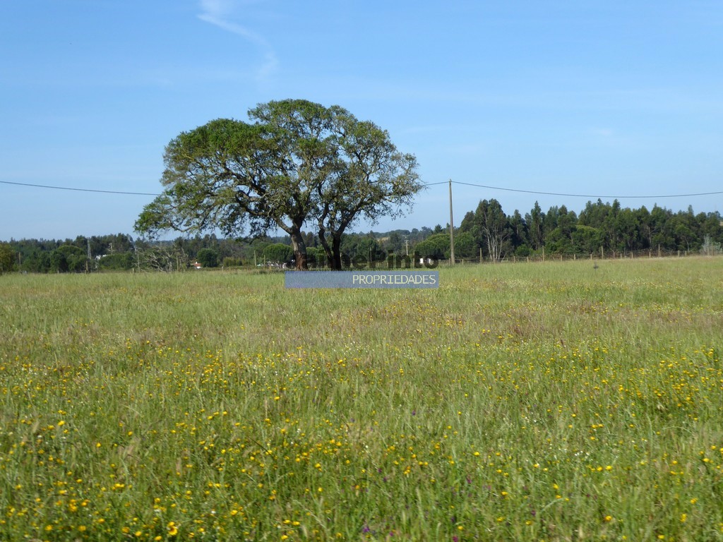 Terreno agricola