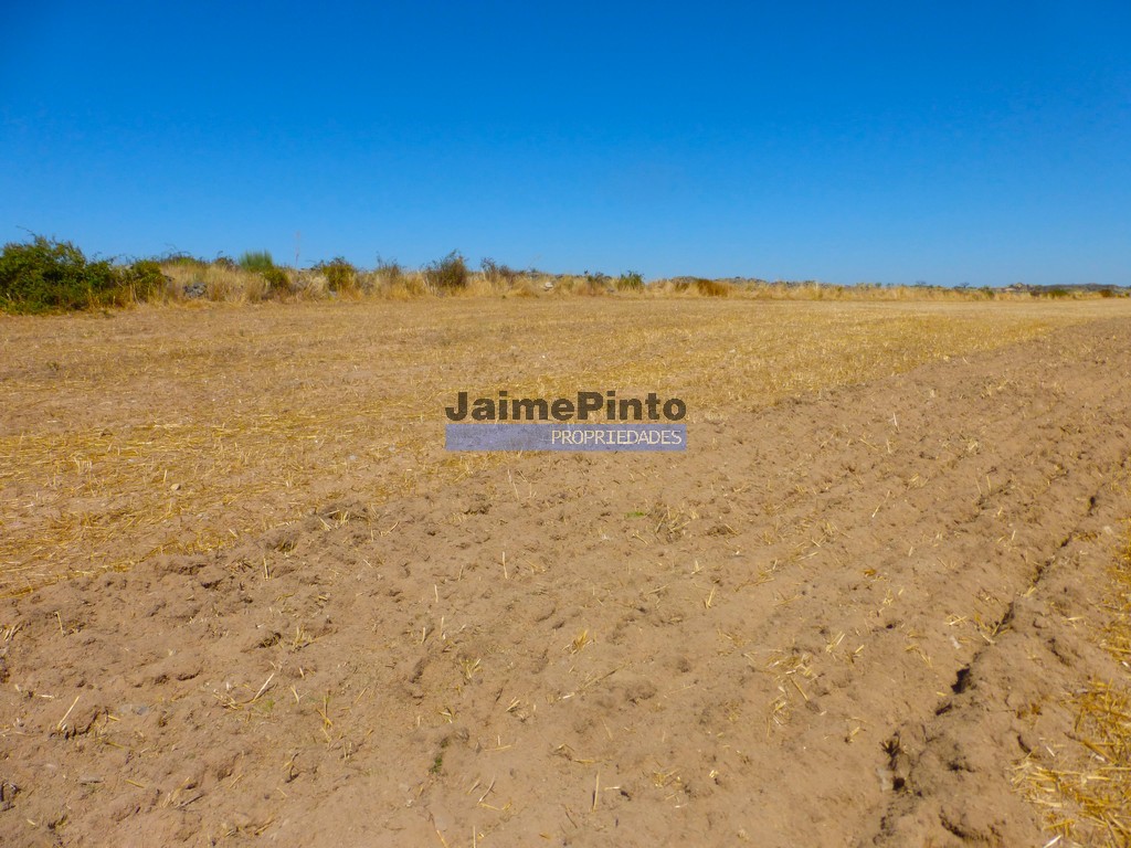 Terreno agricola