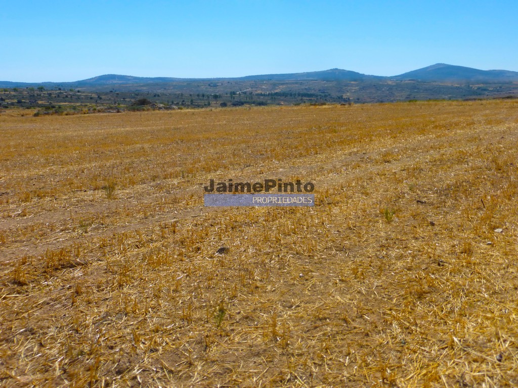 Terreno agricola