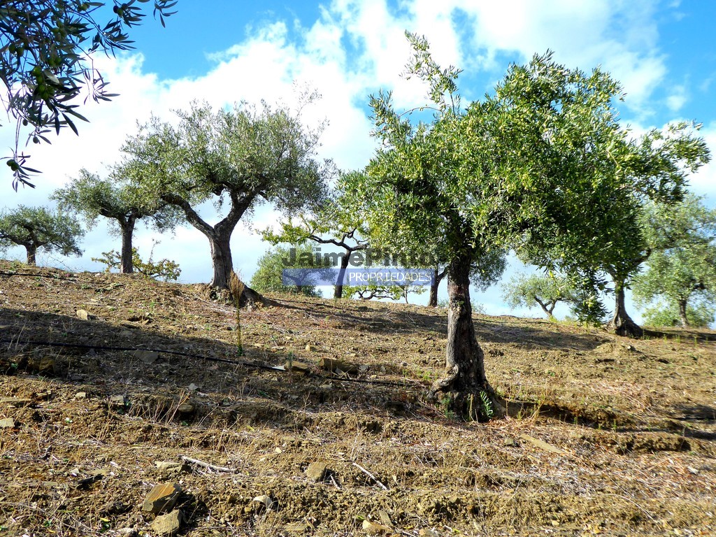 Terreno agricola