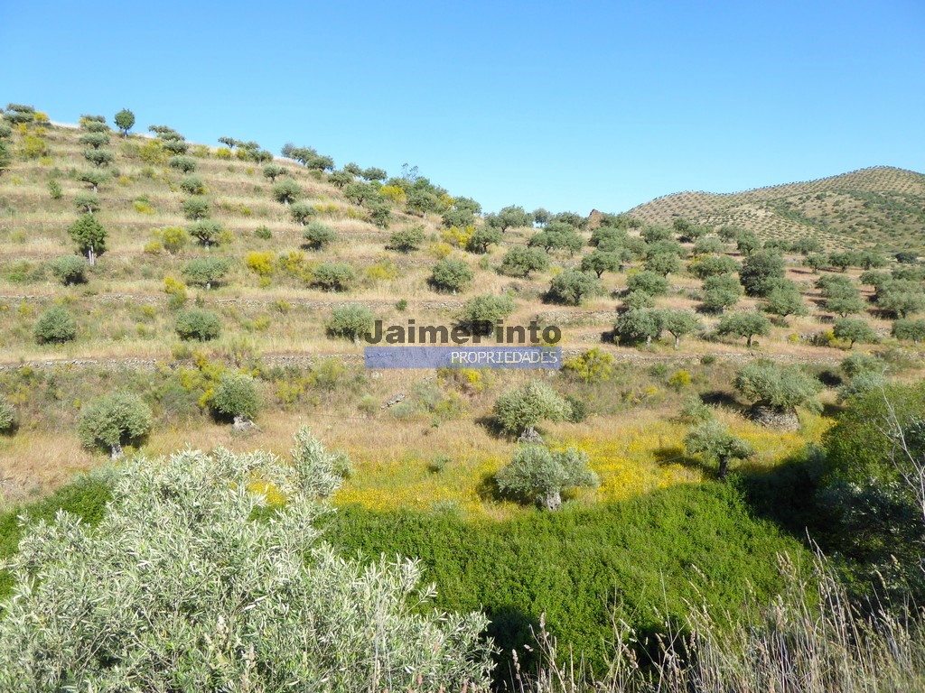 Terreno agricola