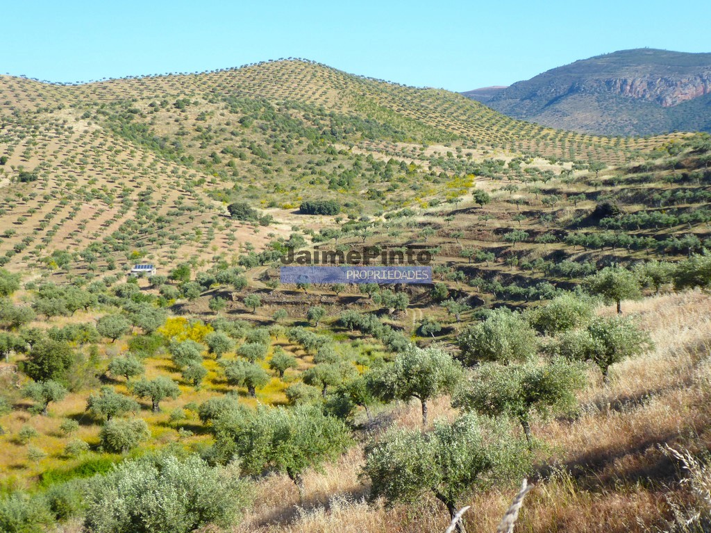 Terreno agricola