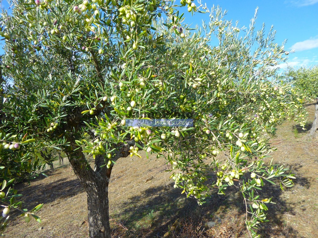 Terreno agricola