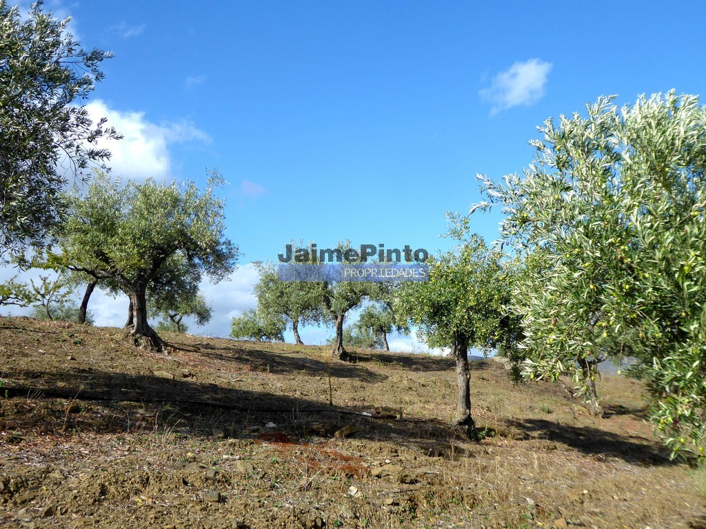 Terreno agricola