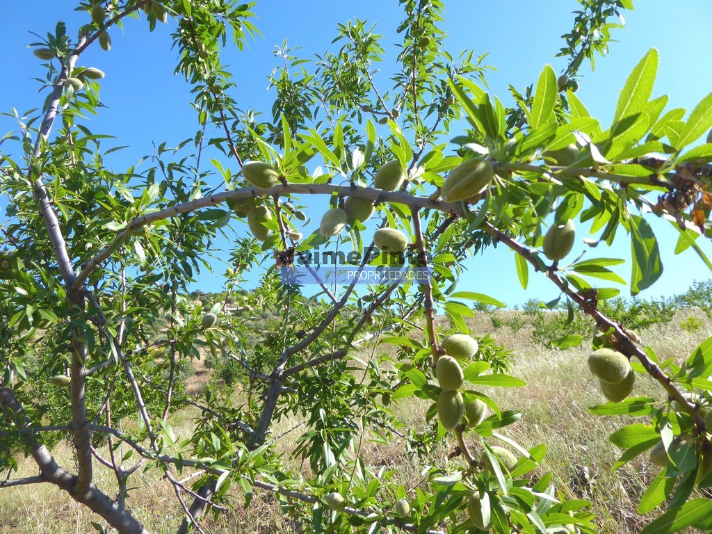 Terreno agricola