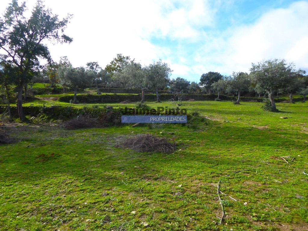 Terreno agricola