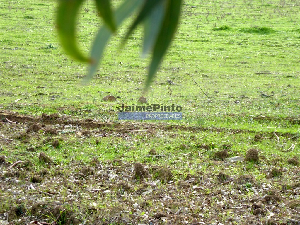 Terreno agricola
