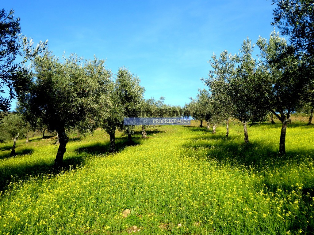 ST - ALFANDEGA DA FE