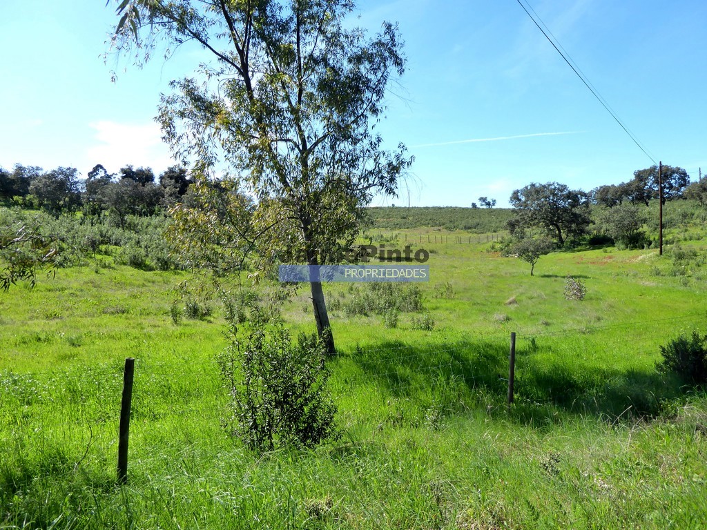 Terreno agricola