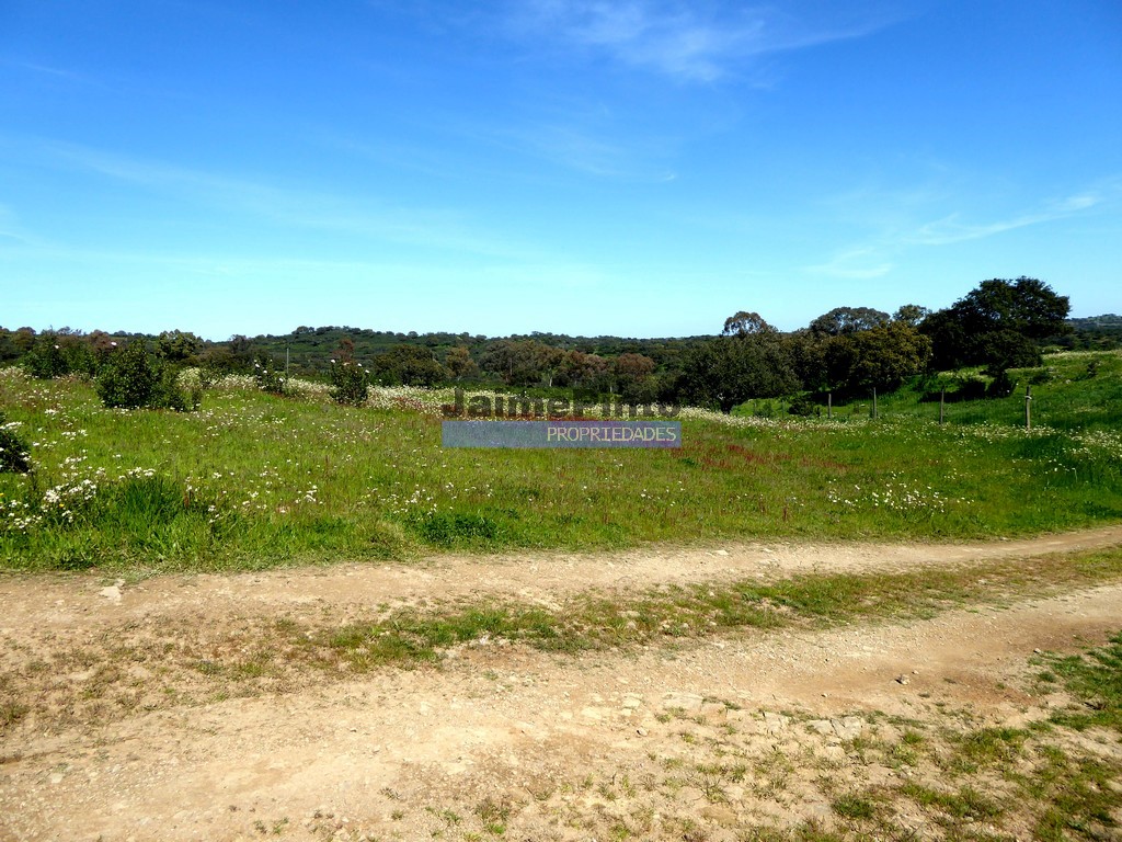 Terreno agricola