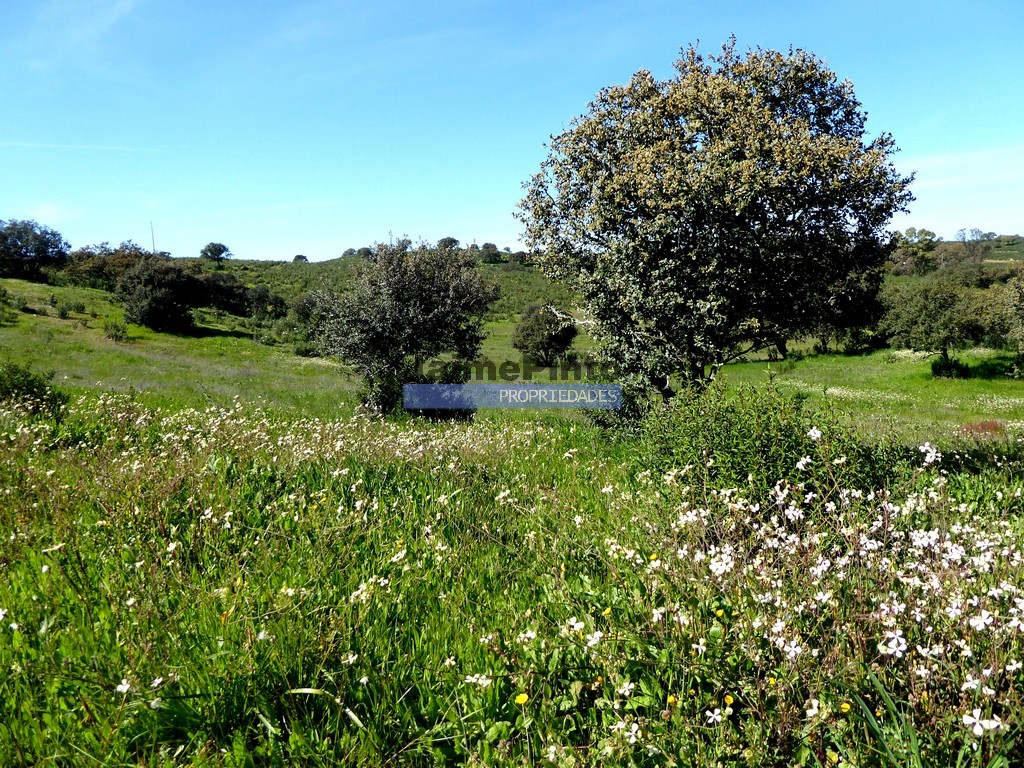 Terreno agricola