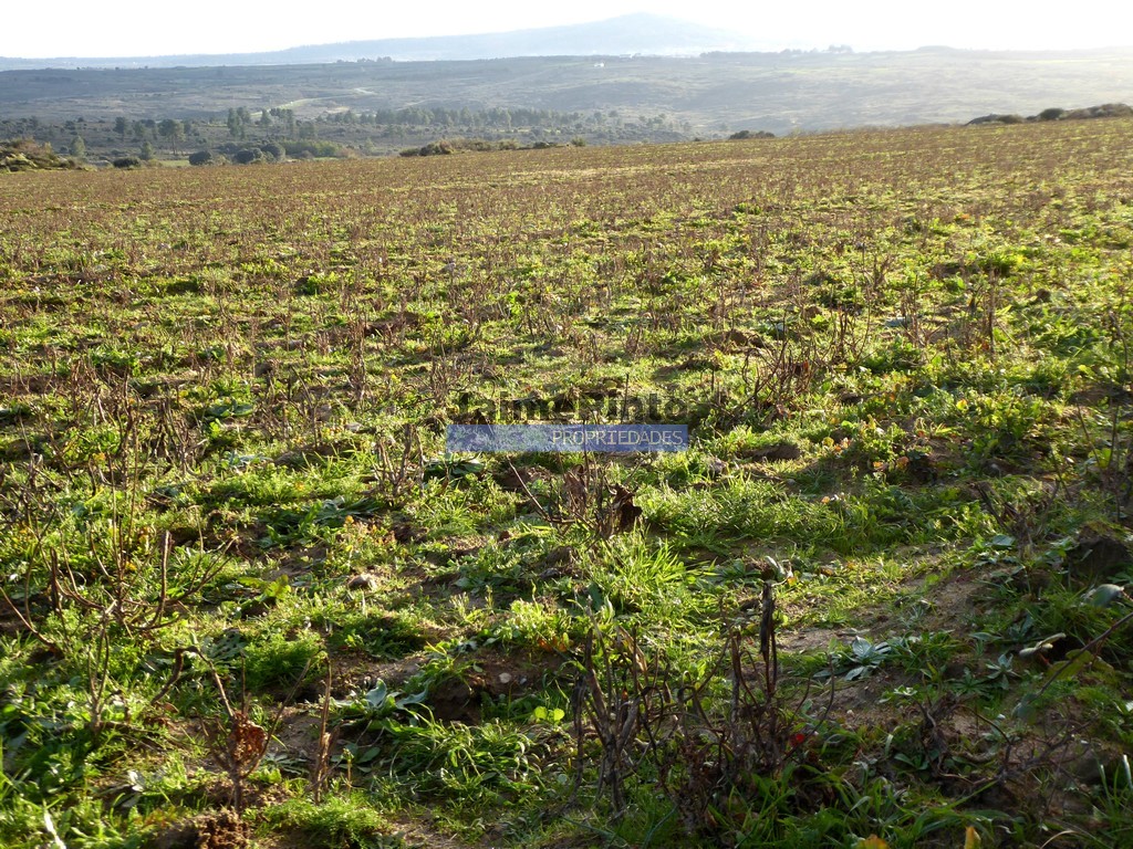 Terreno agricola