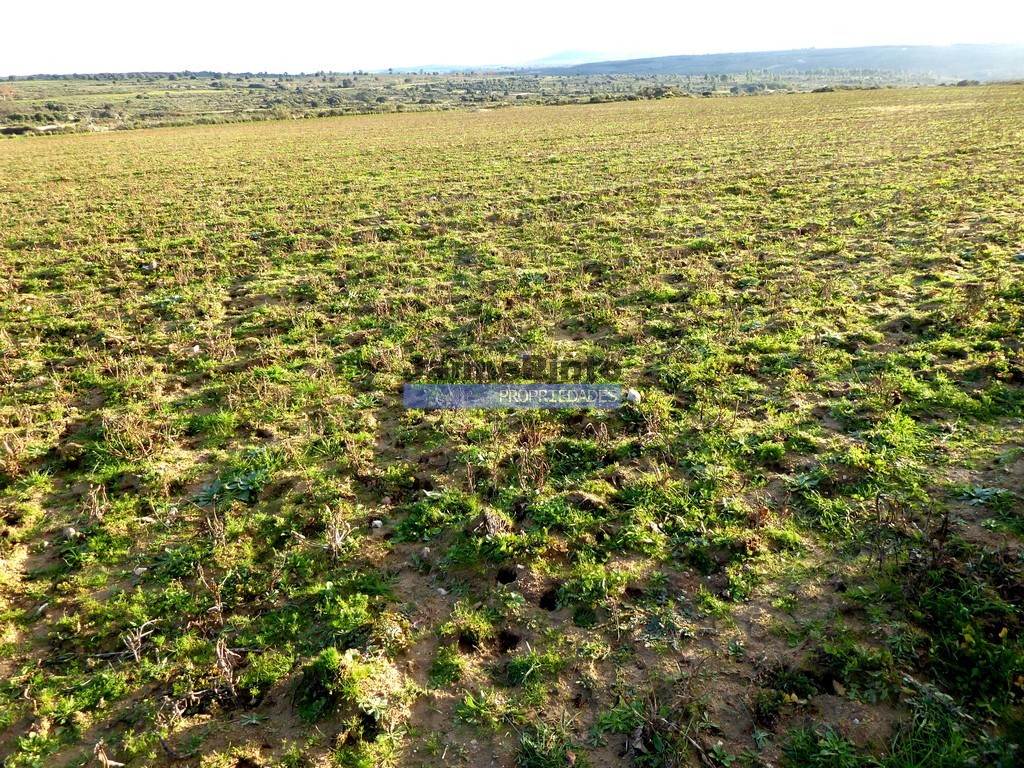 Terreno agricola