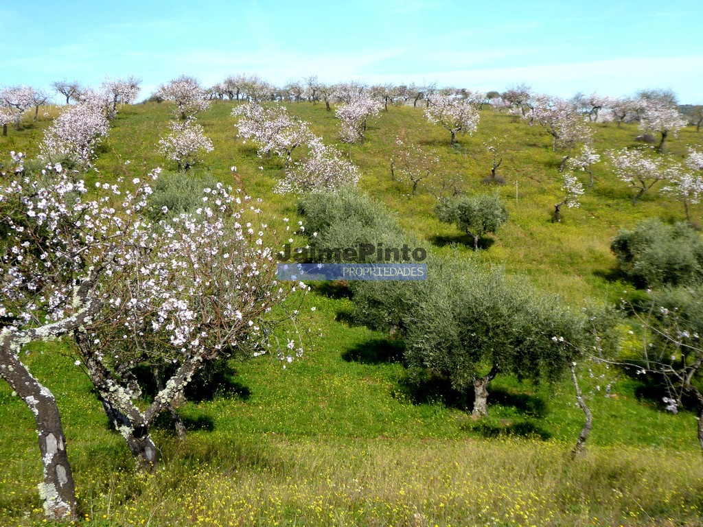 Terreno misto