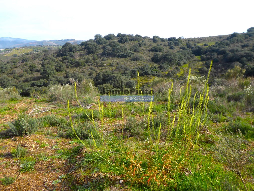 Terreno agricola