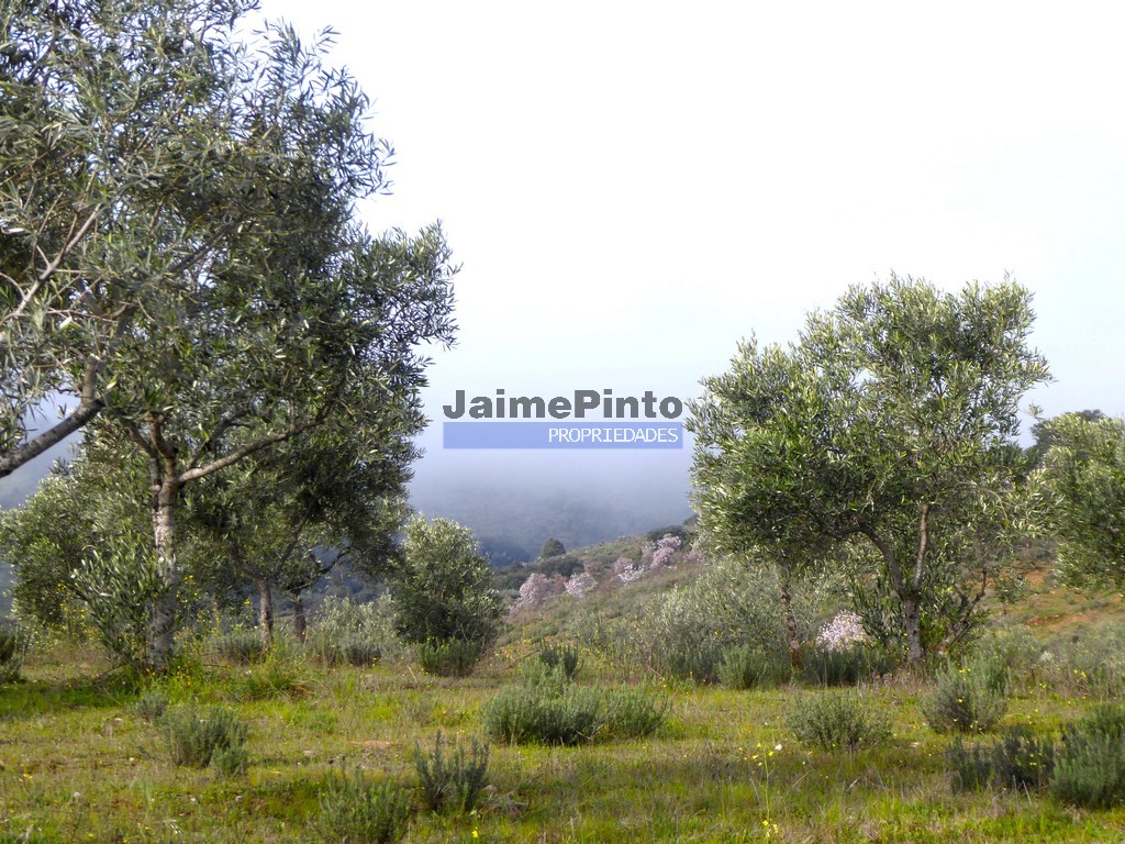 Terreno agricola