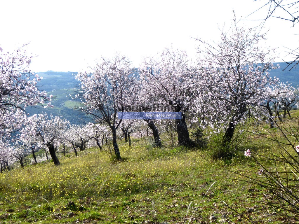 Terreno agricola