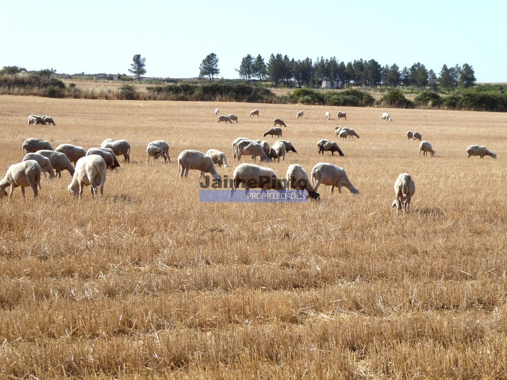 Terreno agricola