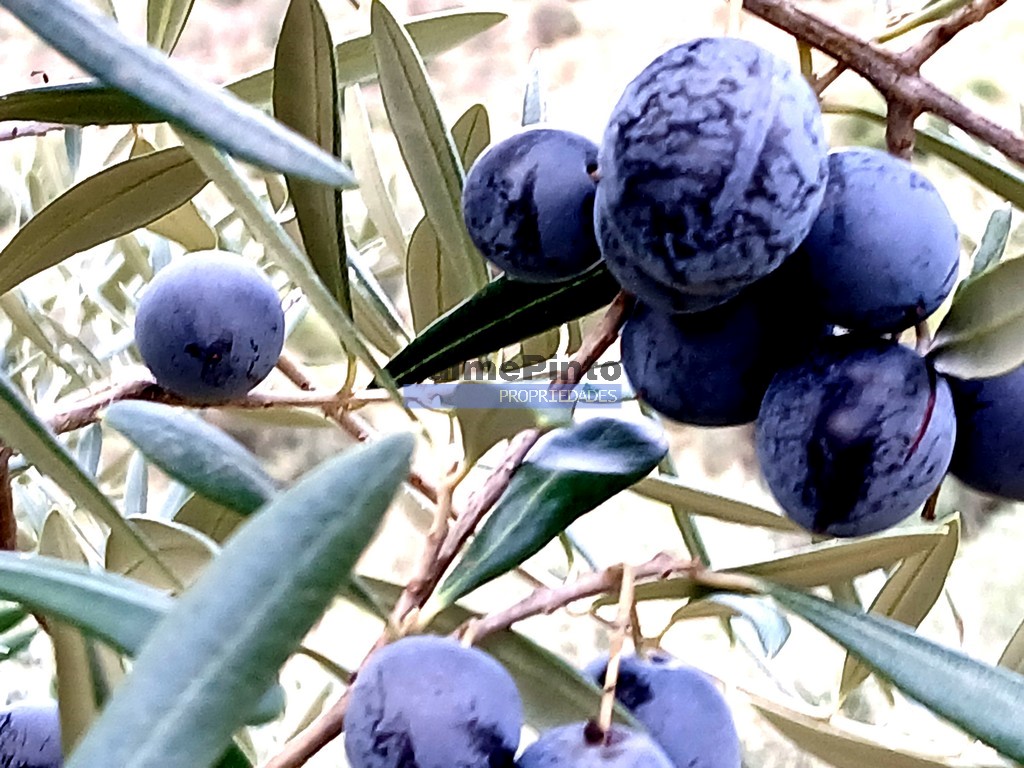 Quinta
