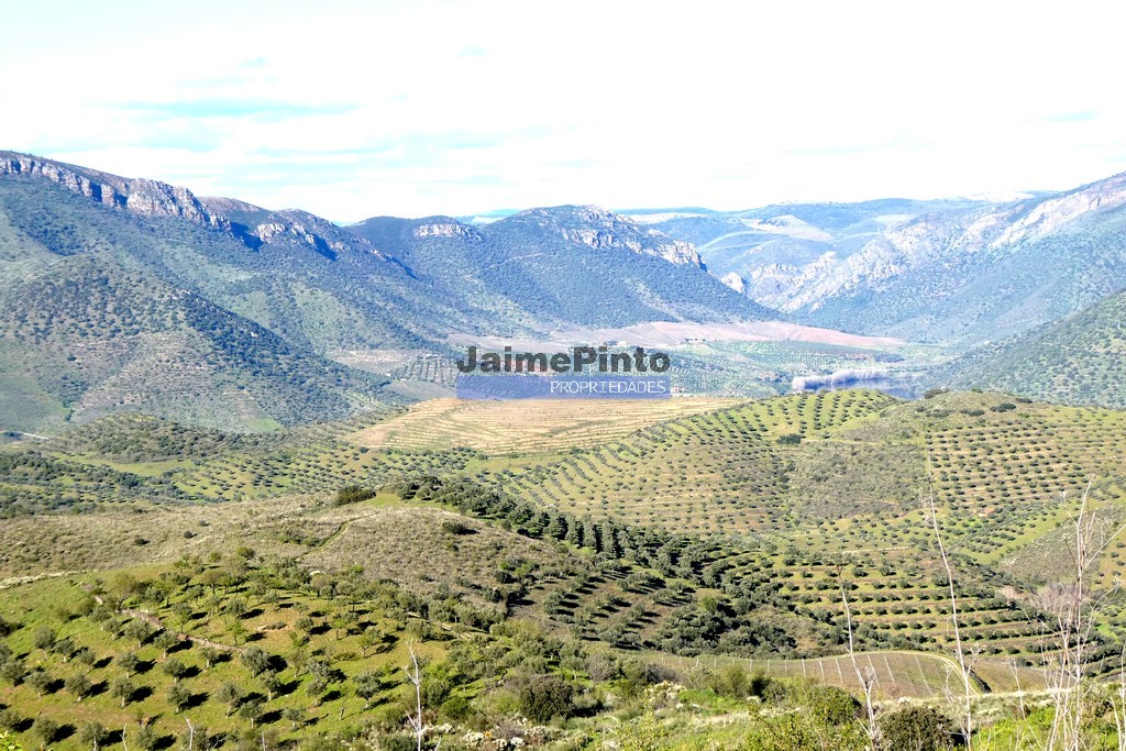Terreno agricola
