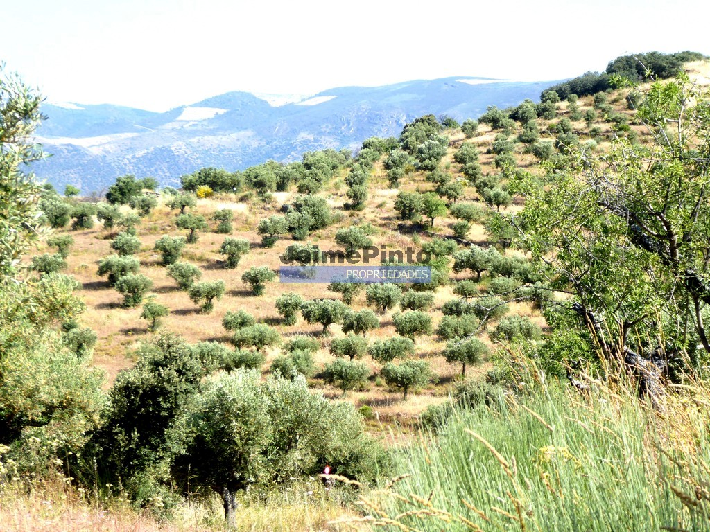 Terreno agricola