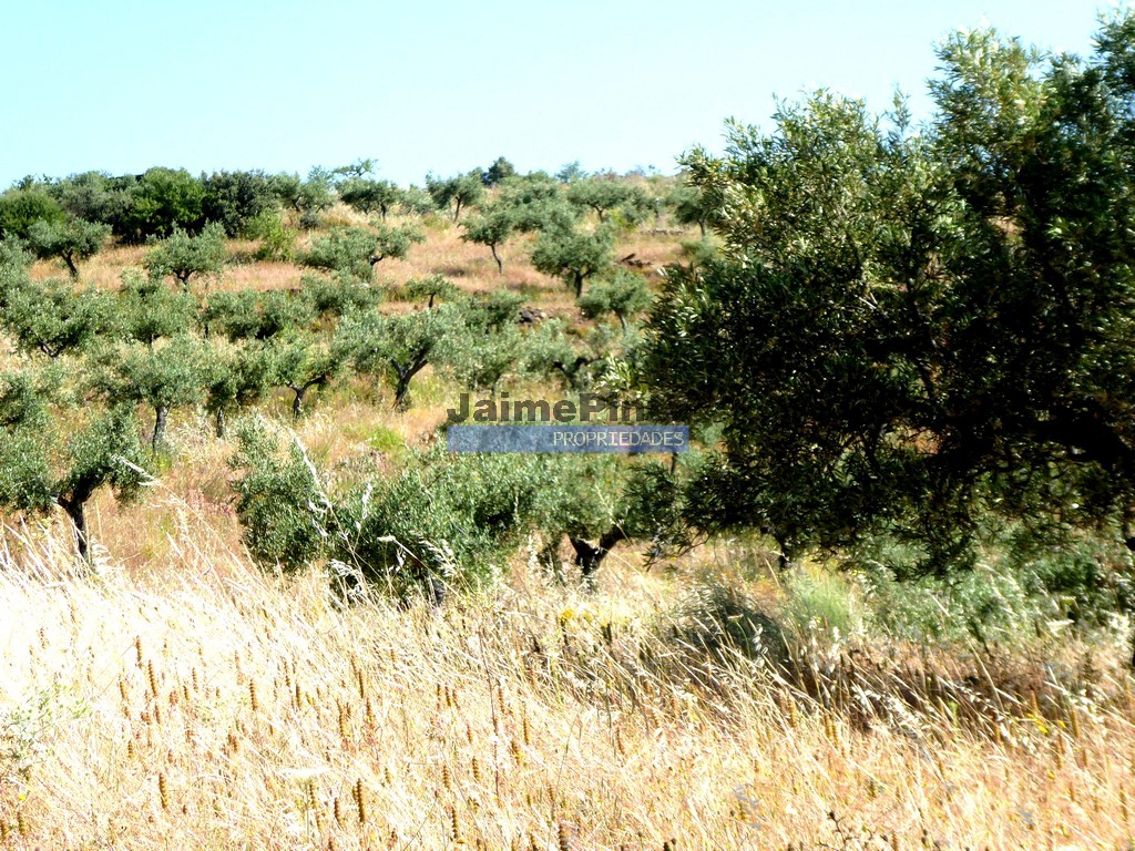 Terreno agricola
