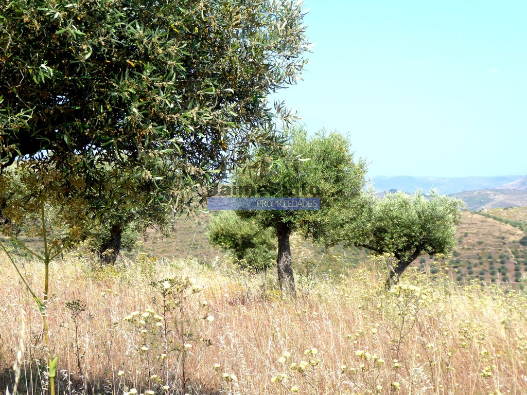 Terreno agricola