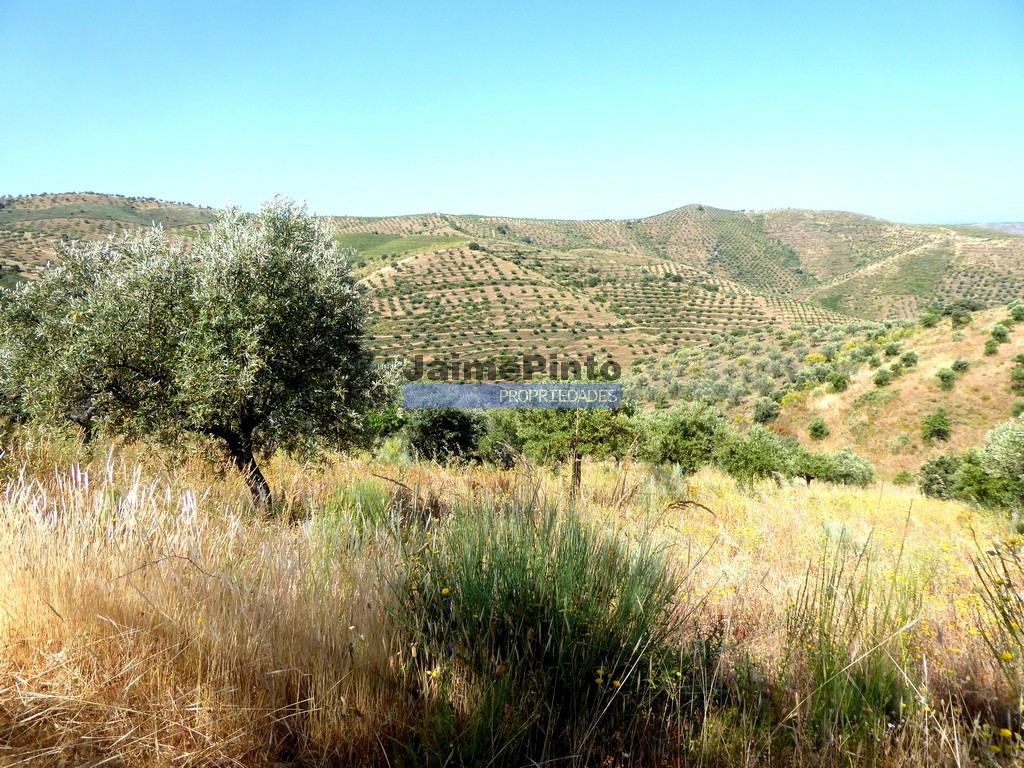 Terreno agricola