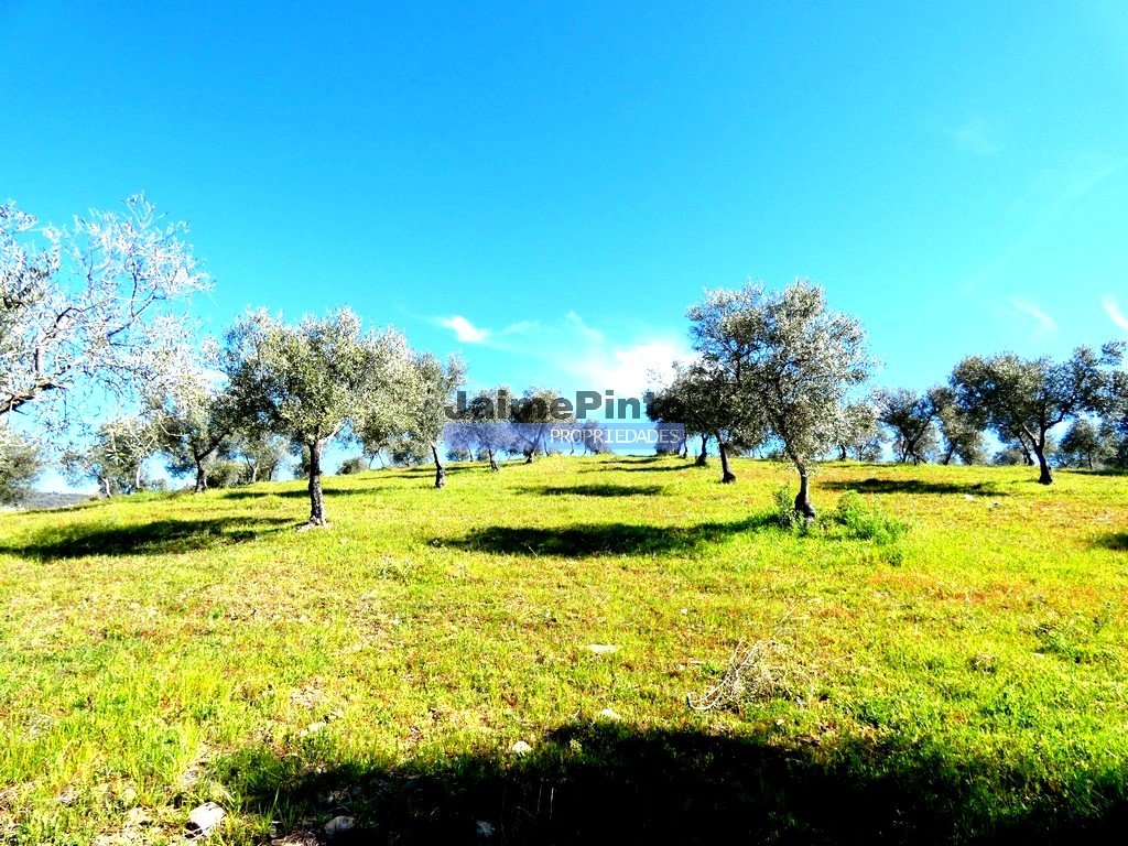 ST - VILA FLOR