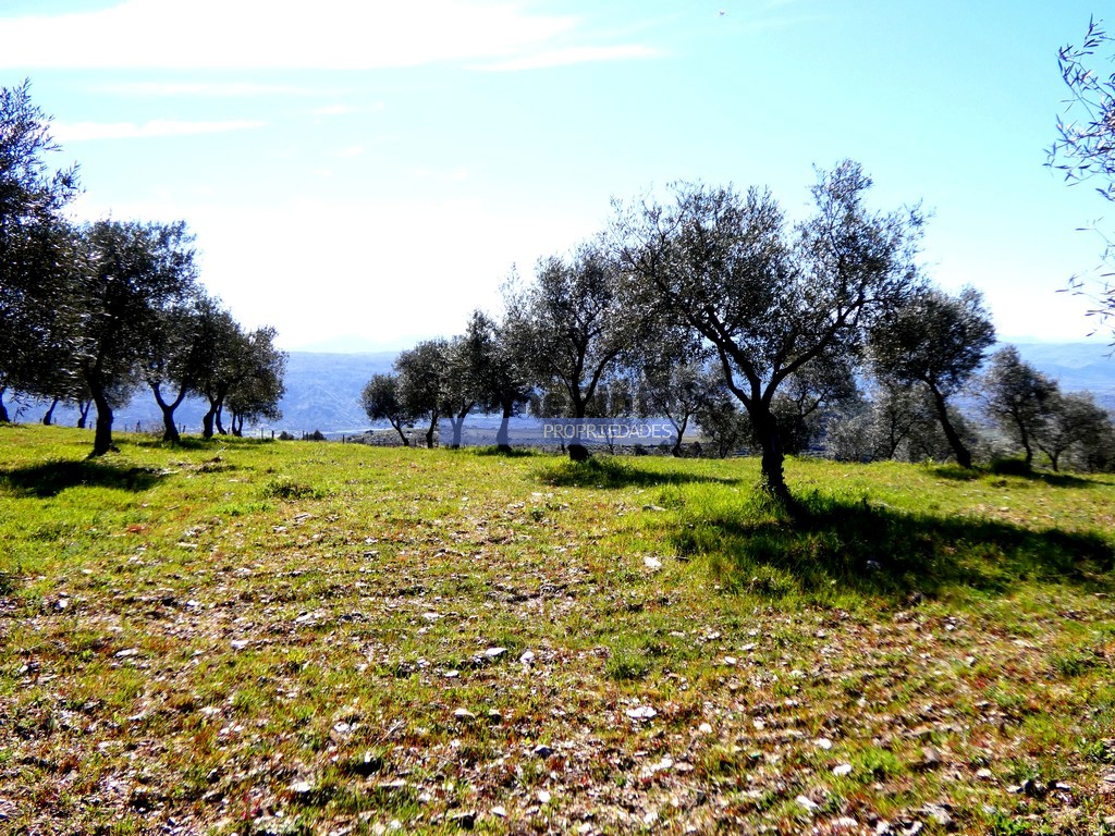 Quinta