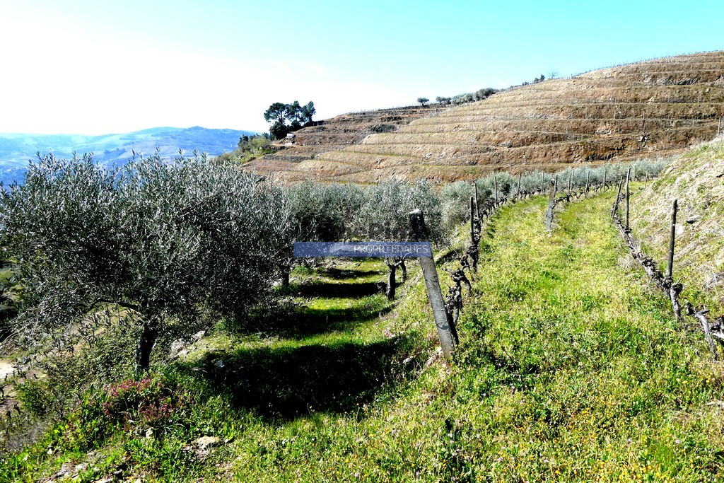 Quinta