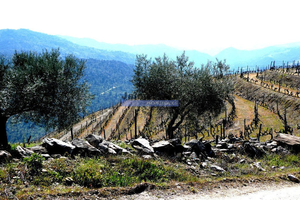 Quinta