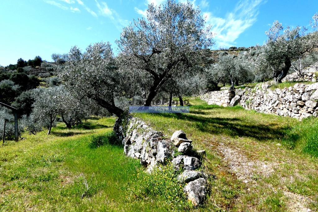 Terreno agricola