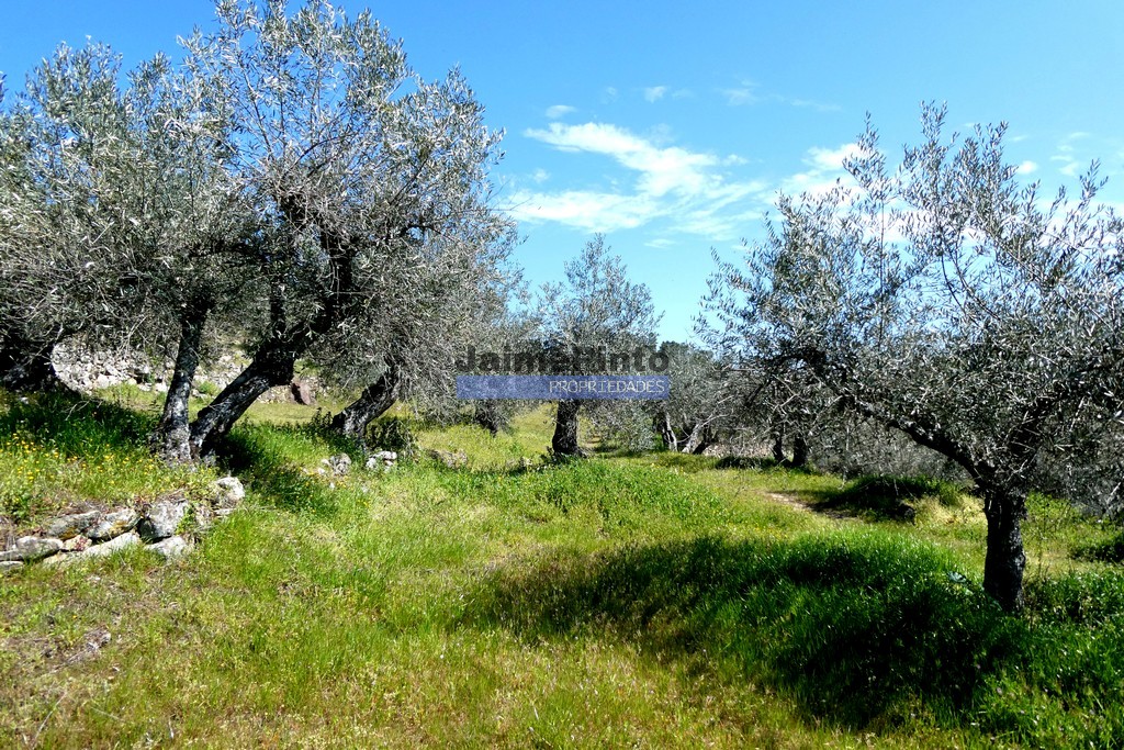 Terreno agricola
