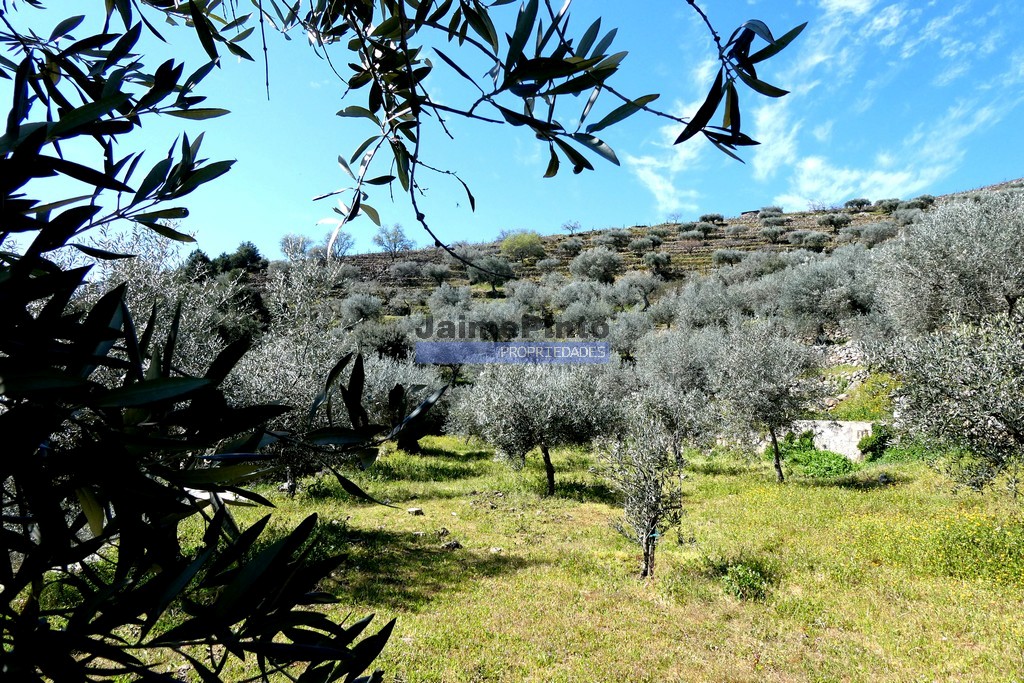 Terreno agricola